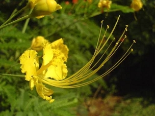 Caesalpinia pulcherrima var. 'Flava' - Yellow Peacock Tree